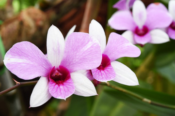 Close up of orchid flower in the garden
