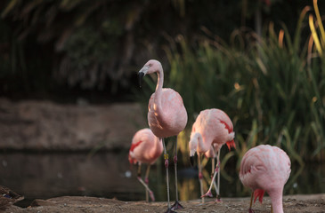 Obraz premium Chilean flamingos, Phoenicopterus chilensis, are a bright pink