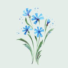 Cornflowers . Hand drawn watercolor bouquet of flowers. Elements for design in vector