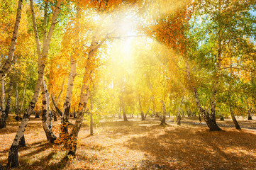 Autumn forest with yellow trees at sunny day