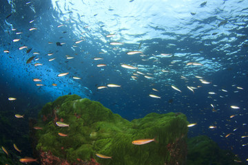 Naklejka na ściany i meble Underwater coral reef and fish