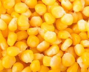 Bulk of yellow corn grains texture