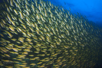 Naklejka na ściany i meble Fish underwater: Bigeye Snappers