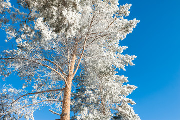 Pine tree with hoarfrost in winter forest against the blue sky.