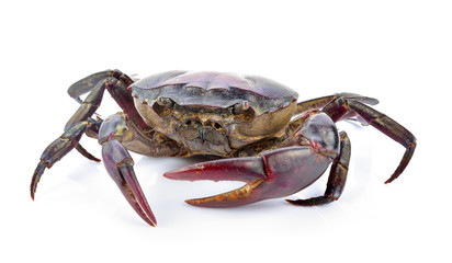 crab on white background