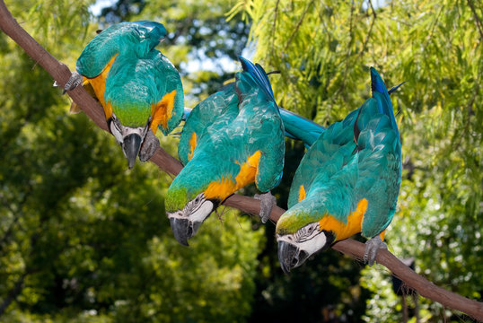 Three Blue-and-yellow Macaw (Ara ararauna), also known as the Blue-and-gold Macaw, is a member of the group of large Neotropical parrots known as macaws.
