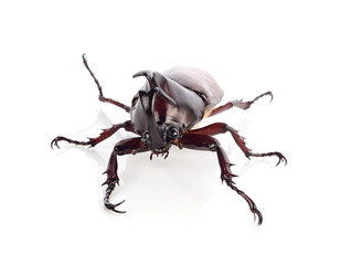 Beetle wing is also known as hard or that Xylotrupes gideon