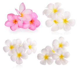 Fototapeta na wymiar frangipani flowers on white background