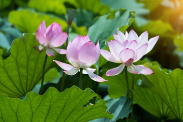 blooming lotus flower
