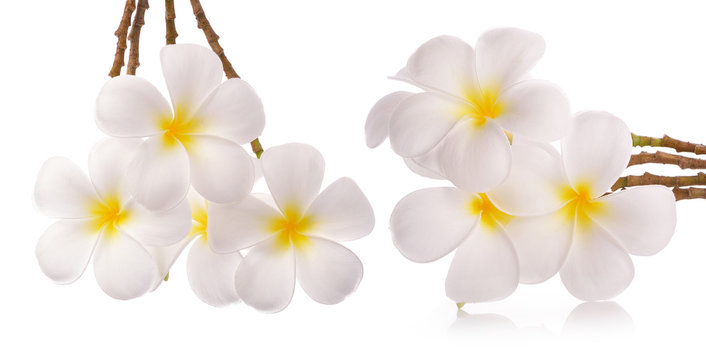 Fototapeta frangipani flowers on white background