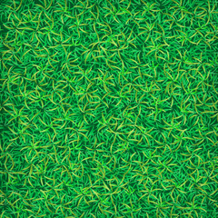 Green grass field texture