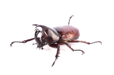 Beetle wing is also known as hard or that Xylotrupes gideon