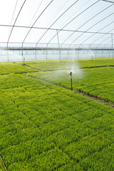 The rice seedling in the greenhouse