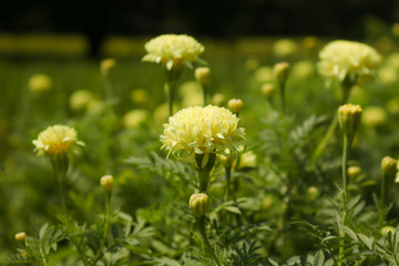 Obraz premium Marigolds , Tagetes spp. (Tagetes erecta, Mexican marigold, Aztec marigold, African marigold)