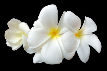 Obraz na płótnie Canvas Plumeria or leelawadee flower