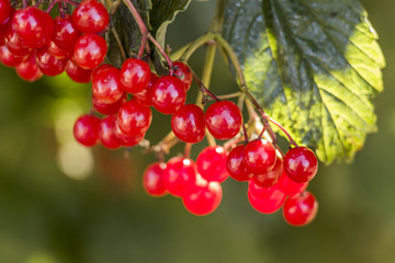 Viburnum berries red