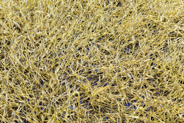 abstract line texture background