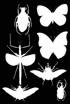 collection with seven white insects