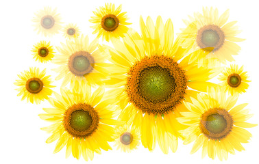 Obraz premium sunflower isolated on white