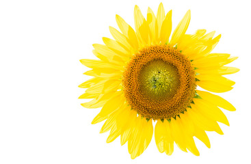 Obraz premium Big sunflower