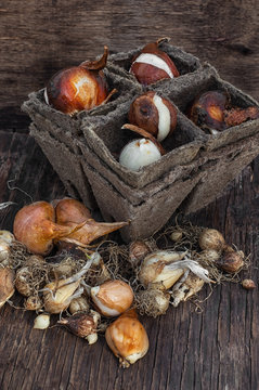 Bulbs and seeds for planting