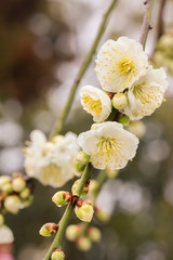Japanese plum blossoms
