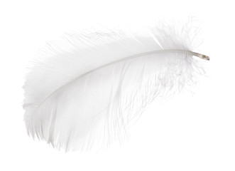 light gray small isolated feather