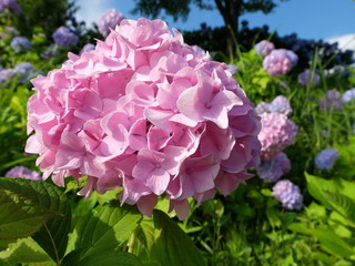 アジサイ　群生