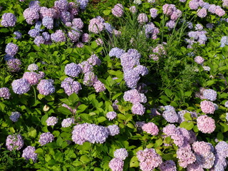 アジサイ　群生