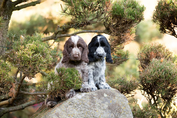 Fototapeta premium English Cocker Spaniel puppy