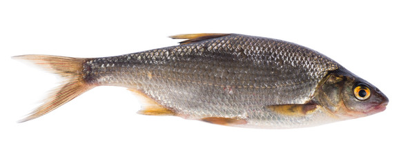 small light fish on white