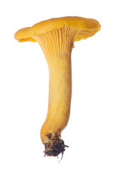 yellow medium size chanterelle on white © Alexander Potapov