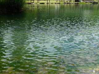 森の中の水辺　沼　池　　釣り堀