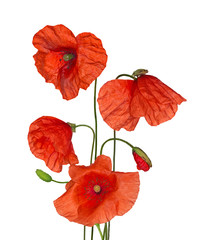 bunch of wild bright red poppy flowers on white