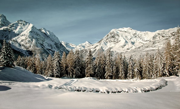 bosco dopo una nevicata - Valtellina - Italy