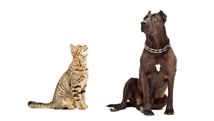 Cat Scottish Straight and Staffordshire Terrier together