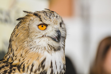 ecology, eagle owl, detail of head, lovely plumage