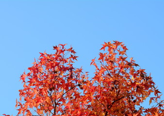 The colours of autumn