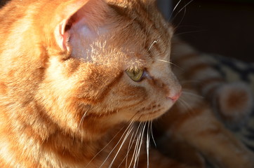 ginger cat