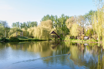 Obraz premium Beautiful pond in the park. spring time