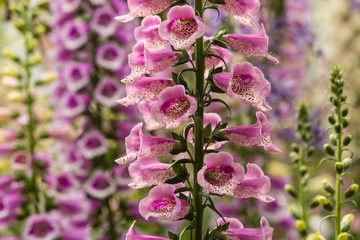 colorful foxglove flowers © Patrik Stedrak