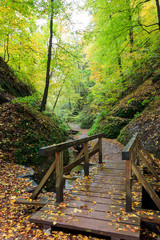Forest path in autumn with wooden bridge