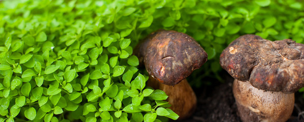 Couple of boletus mushrooms