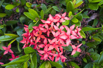 Red Pink Ixora Flower