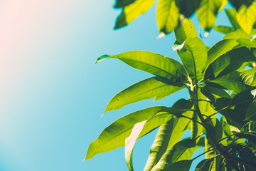 Tree branch over blurred green leaves background