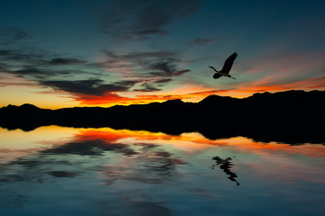 Plakat Seagull on the island at sunset