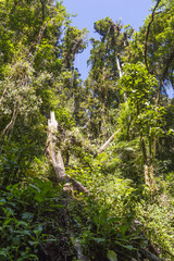Panama djungle on Quetzal Trail