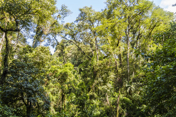 Panama djungle on Quetzal Trail