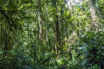 Fototapeta premium Panama djungle on Quetzal Trail