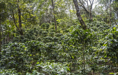 Fototapeta na wymiar Arabica Coffe Plants, Panama